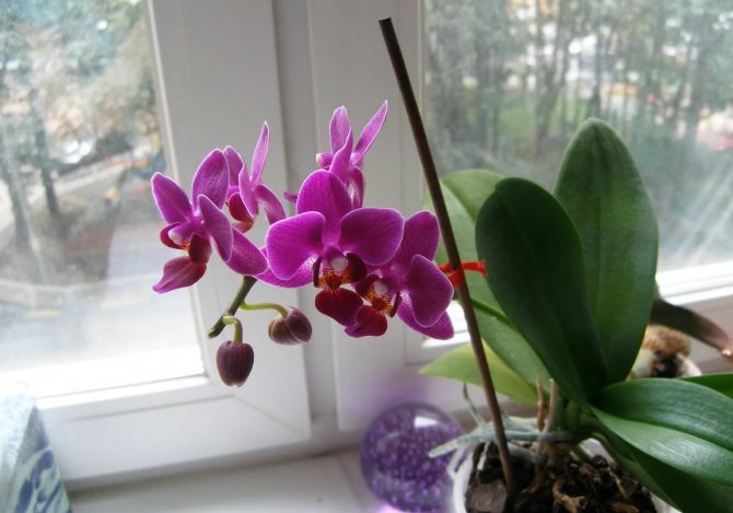 Фаленопсис