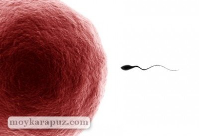 Как готовиться к беременности