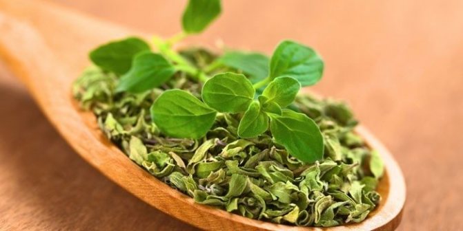 Орегано приправа применение в кулинарии