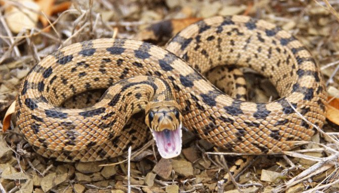 сон-о-нападении-змеи