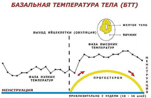 Температура тела при беременности на ранних сроках, до задержки, 2-3 триместре. Базальная низкая, повышенная