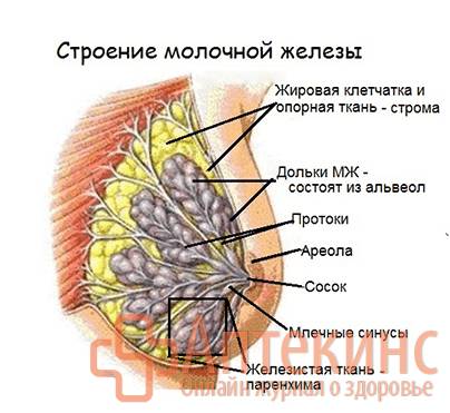 Строение молочной железы Схема строения молочной железы